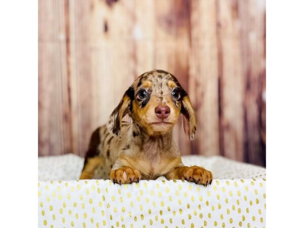 Dachshund-DOG-Male-CHOC DAPPLE-16282-Petland Fairfield, Ohio