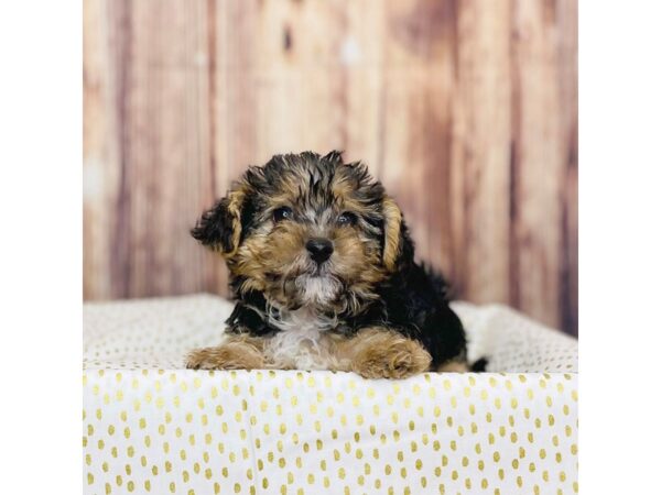 Yorkie Chon-DOG-Male-BLK TAN-16283-Petland Fairfield, Ohio