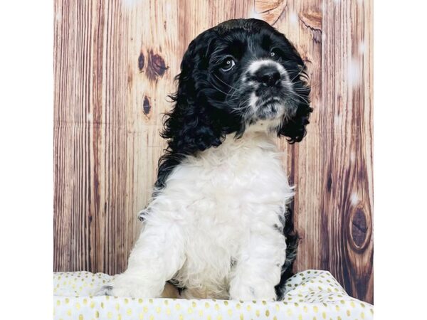 Cockapoo DOG Male Black & White 16284 Petland Fairfield, Ohio