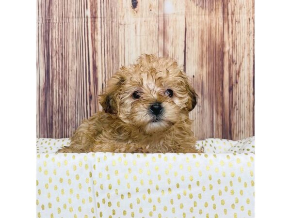 Yorkiepoo DOG Female Red 16285 Petland Fairfield, Ohio