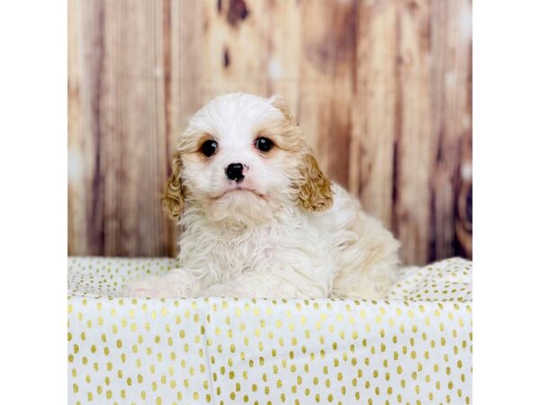 Cavachon DOG Male Blenheim 16286 Petland Fairfield, Ohio