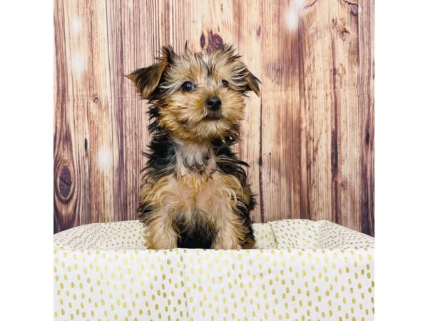 Yorkshire Terrier DOG Male Black / Tan 16287 Petland Fairfield, Ohio