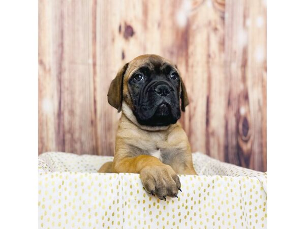 Bullmastiff DOG Male Red Fawn 16288 Petland Fairfield, Ohio