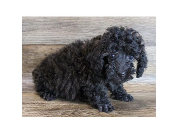 Poodle DOG Male Black 16297 Petland Fairfield, Ohio