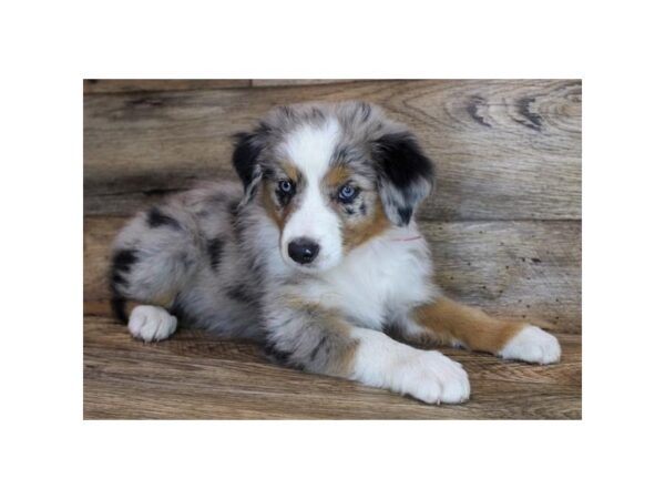 Australian Shepherd DOG Female Blue Merle 16294 Petland Fairfield, Ohio