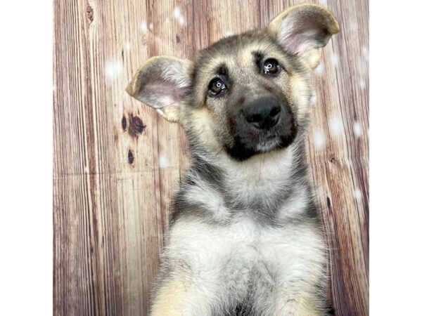 German Shepherd Dog DOG Female Black / Tan 16291 Petland Fairfield, Ohio