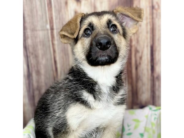 German Shepherd Dog DOG Female Black / Tan 16299 Petland Fairfield, Ohio