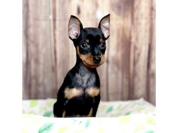 Miniature Pinscher DOG Male Black / Tan 16300 Petland Fairfield, Ohio