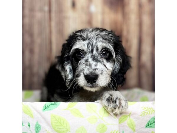 F2 MINI GOLDENDOODLE DOG Male Blue Merle 16303 Petland Fairfield, Ohio