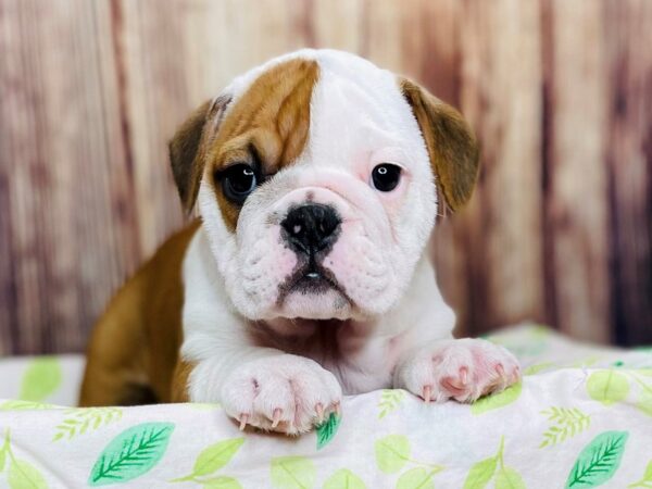 Mini Bulldog-DOG-Female-FAWN & WHITE-16304-Petland Fairfield, Ohio