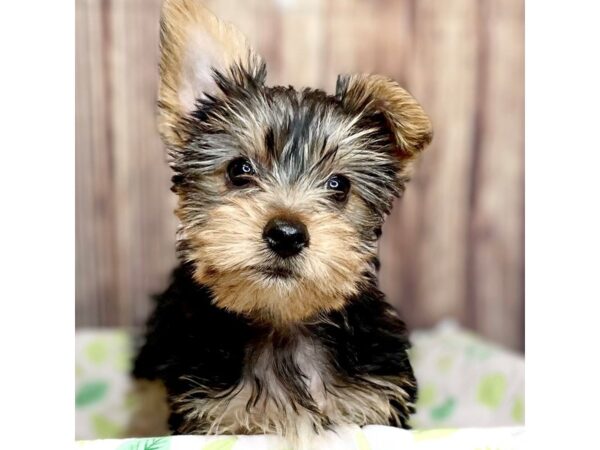 Yorkshire Terrier DOG Female Black and Tan 16305 Petland Fairfield, Ohio