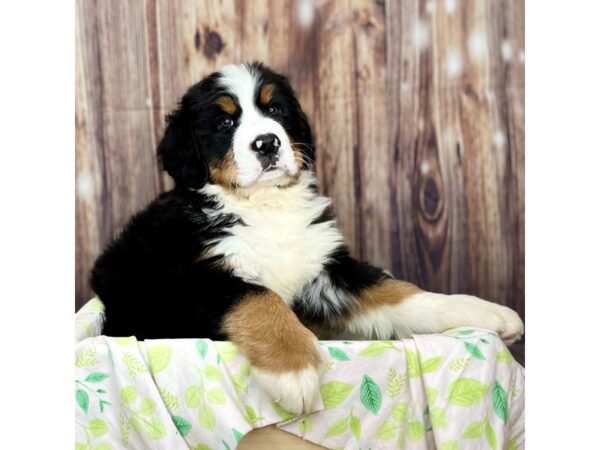 Bernese Mountain Dog DOG Male Black Tri 16306 Petland Fairfield, Ohio