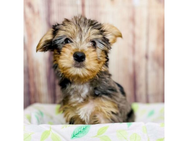 Yorkshire Terrier DOG Male Blue Merle 16308 Petland Fairfield, Ohio