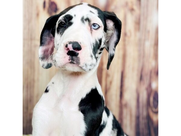 Great Dane DOG Male Merlequin 16309 Petland Fairfield, Ohio