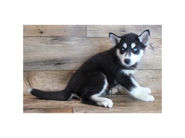 Siberian Husky DOG Female Black / White 16320 Petland Fairfield, Ohio