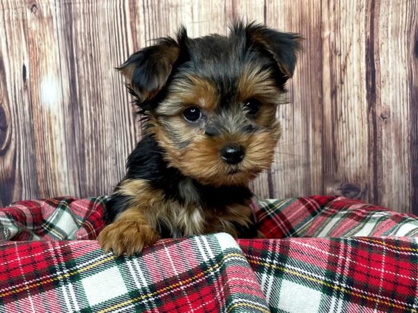 Yorkshire Terrier DOG Male Black and Tan 16324 Petland Fairfield, Ohio