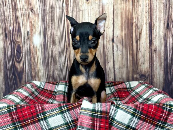 Miniature Pinscher DOG Male Black / Tan 16323 Petland Fairfield, Ohio