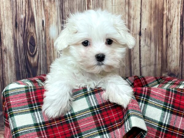 Maltese DOG Male White 16321 Petland Fairfield, Ohio