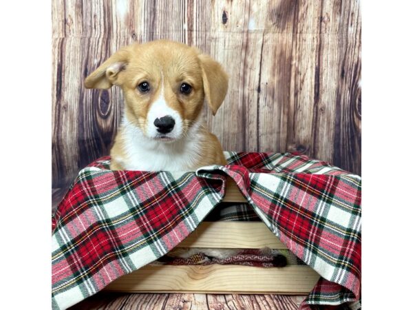 Pembroke Welsh Corgi DOG Male Sable / White 16317 Petland Fairfield, Ohio