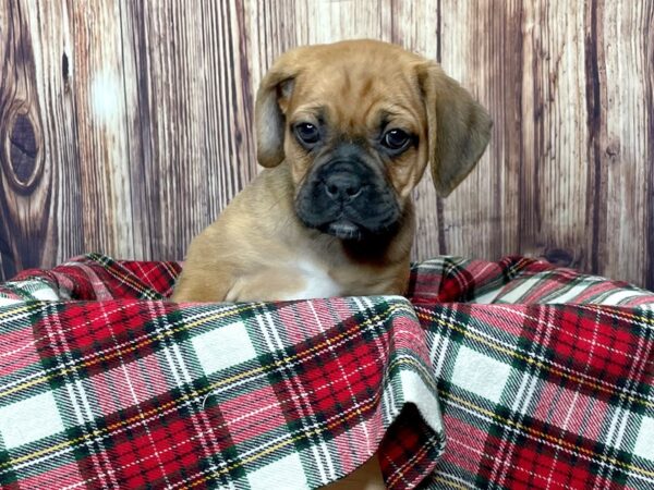 Puggle DOG Female Apricot 16316 Petland Fairfield, Ohio