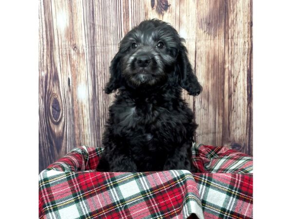 2nd Generation Mini Goldendoodle-DOG-Male-Black-16313-Petland Fairfield, Ohio