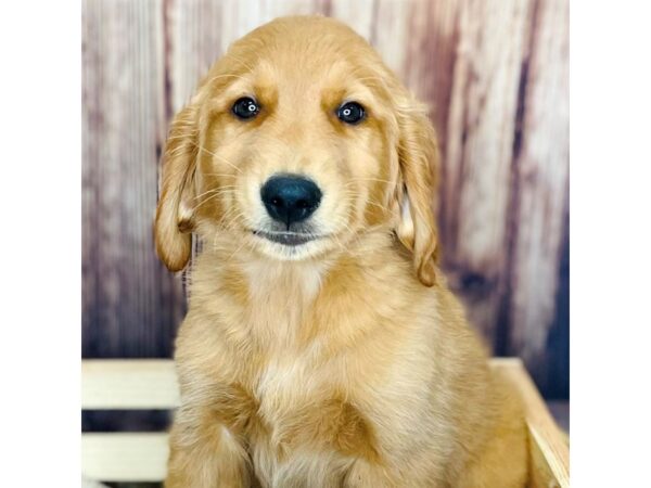 Golden Retriever DOG Male Golden 16338 Petland Fairfield, Ohio