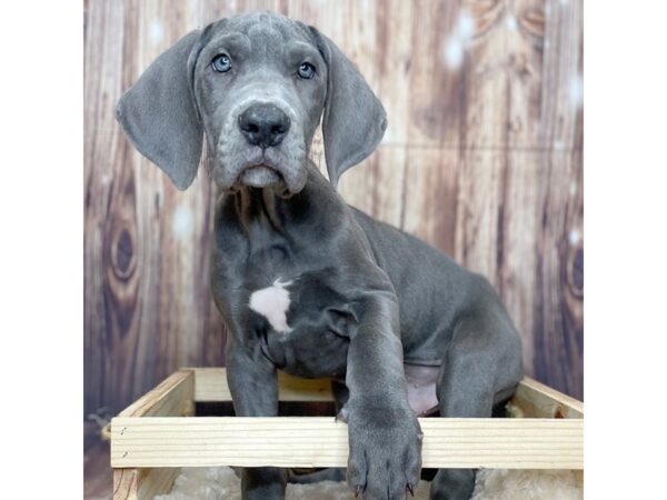 Great Dane DOG Male Blue 16337 Petland Fairfield, Ohio