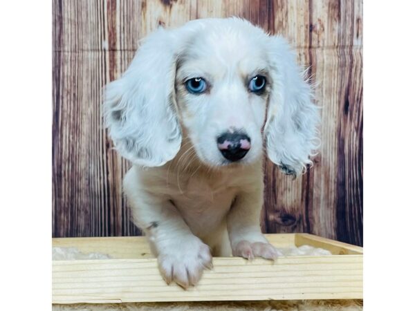 Dachshund DOG Male Black / Tan 16336 Petland Fairfield, Ohio