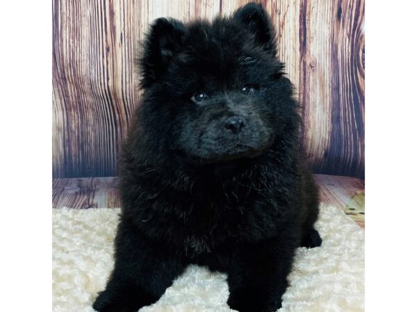 Chow Chow DOG Female Black 16334 Petland Fairfield, Ohio