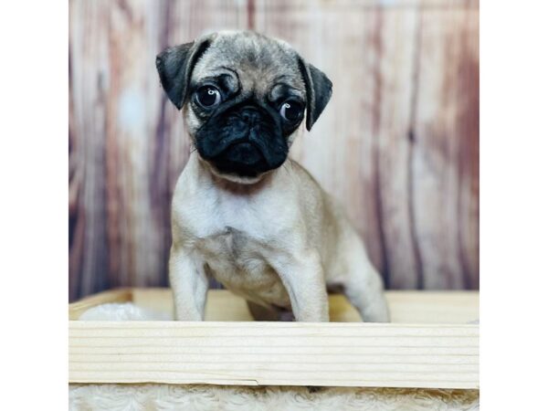 Pug DOG Male Fawn 16333 Petland Fairfield, Ohio