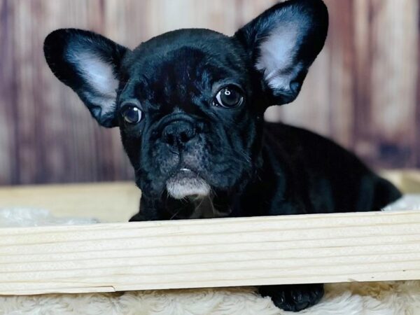 French Bulldog DOG Female Brindle 16332 Petland Fairfield, Ohio