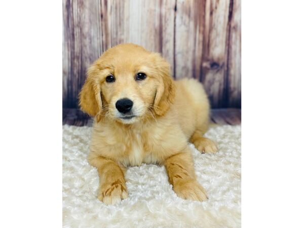 Golden Retriever DOG Female Golden 16331 Petland Fairfield, Ohio