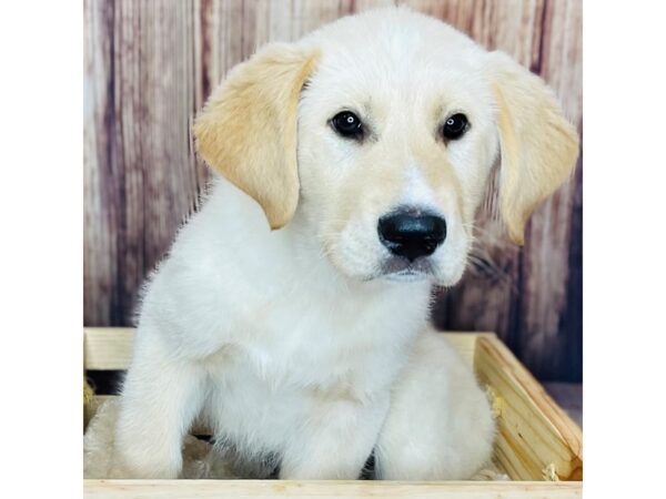 Golden Retriever/Great Pyrenees-DOG-Male-Golden-16330-Petland Fairfield, Ohio