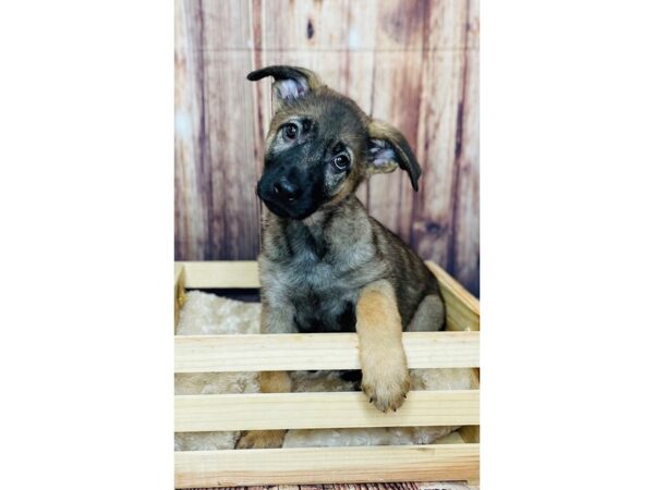 German Shepherd Dog DOG Male Sable 16329 Petland Fairfield, Ohio