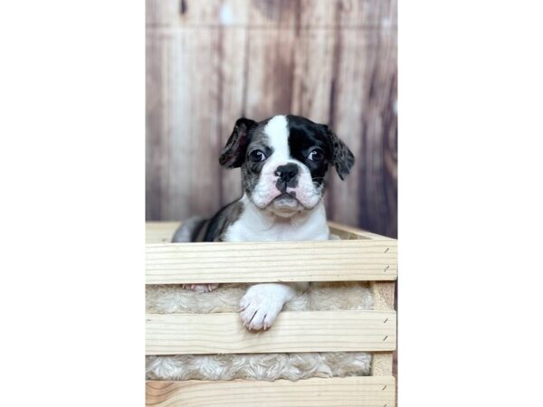 Frenchton-DOG-Female-Black Merle-16328-Petland Fairfield, Ohio