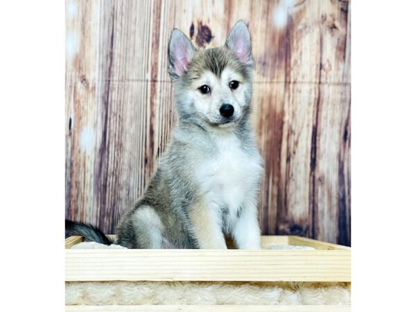 Pomsky 2nd Gen-DOG-Male-Sable-16327-Petland Fairfield, Ohio