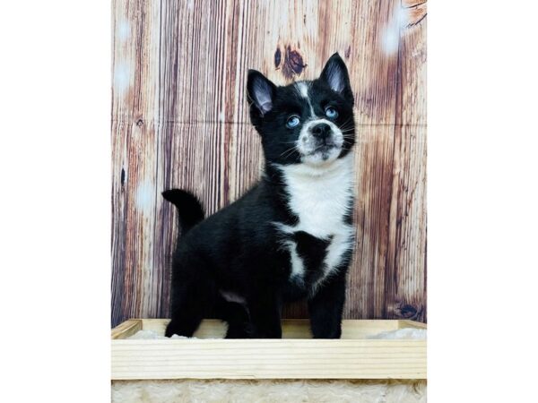 Pomsky 2nd Gen-DOG-Male-Black & White-16326-Petland Fairfield, Ohio