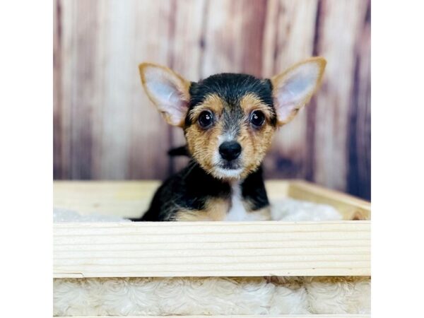 Chihuahua DOG Female Black and Tan 16325 Petland Fairfield, Ohio