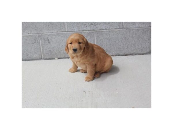 Golden Retriever DOG Male Golden 16351 Petland Fairfield, Ohio