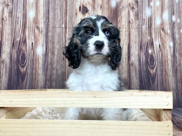 Cocker Spaniel DOG Male Merle/White 16314 Petland Fairfield, Ohio