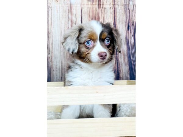 Miniature Australian Shepherd DOG Male Red Merle 16341 Petland Fairfield, Ohio