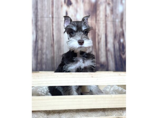 Miniature Schnauzer DOG Male Liver / Tan 16342 Petland Fairfield, Ohio