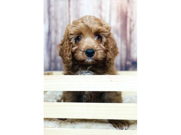 Cavapoo DOG Male Red 16343 Petland Fairfield, Ohio