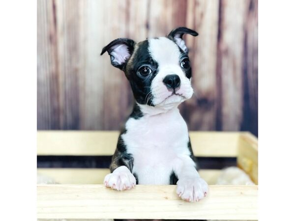 Boston Terrier DOG Male Brindle / White 16345 Petland Fairfield, Ohio