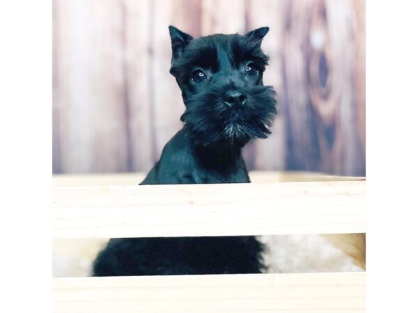 Miniature Schnauzer DOG Female BLK 16347 Petland Fairfield, Ohio