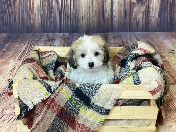 Havapoo DOG Male Brown/White 16366 Petland Fairfield, Ohio