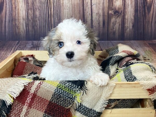 Havapoo DOG Male Brown/White 16364 Petland Fairfield, Ohio