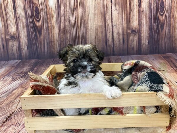 HavaPom-DOG-Male-Brown/White-16363-Petland Fairfield, Ohio