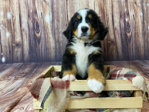 Bernese Mountain Dog DOG Male Black Tri 16362 Petland Fairfield, Ohio