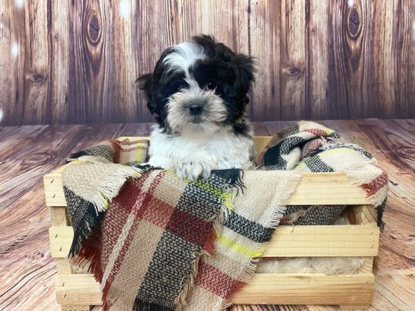 Shichon-DOG-Male-Black & White-16361-Petland Fairfield, Ohio